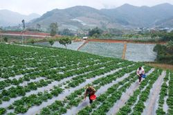 Nông nghiệp bền vững làm 'đầu tàu' xây dựng nông thôn mới ở Sơn La