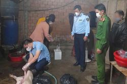 Phát hiện vụ mổ heo chết, bán ra thị trường