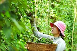 Giá tiêu hôm nay 20/12: Ổn định lại trong và ngoài nước