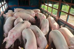 Giá heo hơi hôm nay 20/12/2025: Tăng mạnh lên 69.000 đồng/kg