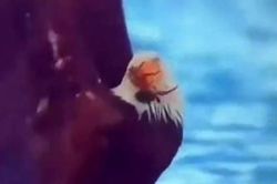 Đi săn cua, đại bàng nhận ngay cú phản đòn cay đắng từ con mồi