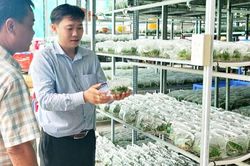 Từ phòng thí nghiệm ra đồng ruộng, một HTX ở Đồng Tháp thắng lớn nhờ nông nghiệp công nghệ cao