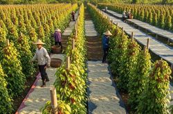 Giá tiêu hôm nay 21/12/2025: Tăng nhẹ trở lại