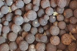Quả dại vừa chua vừa đắng, phơi khô đem bán kiếm ngay 150.000đ/kg