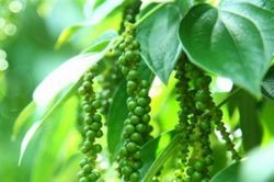 Giá tiêu hôm nay 21/12: Thị trường nội địa tăng lên 149.000 đồng