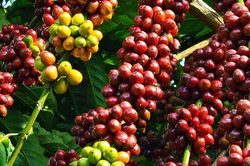 Giá cà phê hôm nay 21/12: Tăng mạnh lên 90.500 đồng/kg