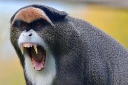 Cận cảnh loài khỉ có bộ mặt kỳ lạ, bí hiểm nhất châu Phi