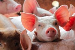 Giá heo hơi hôm nay 22/12: Mở đầu tuần ở ngưỡng 60.000 đến 69.000 đồng/kg
