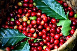 Giá cà phê hôm nay 22/12: Chạm đáy 90.000 đồng/kg sau đợt giảm sâu
