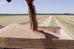 Dự trữ gạo của Ấn Độ tăng kỷ lục