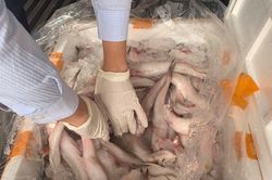 Thanh Hóa: Phát hiện, ngăn chặn hơn 10 tấn cá khoai chứa chất cấm Formaldehyde trước khi đưa ra thị trường