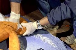 Vụ án ma túy lớn nhất Đắk Lắk: Huy động 200 cảnh sát, máy xúc và chó nghiệp vụ đào tung 2.000m² vườn tìm tang vật