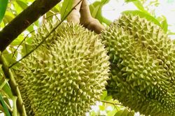 Giá sầu riêng hôm nay 24/12/2025: Sầu riêng Thái giữ đỉnh 105.000đ/kg, Ri6 điều chỉnh giảm
