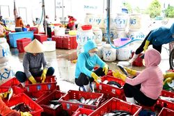 Giám sát sản lượng hải sản:Cần giải quyết bất cập ở bến cá vùng bãi ngang