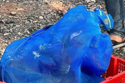 Phát hiện vụ vận chuyển rắn hổ mang trái phép có tổng trọng lượng gần 1.000kg