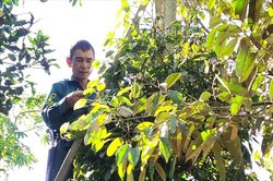 Ngày 25/12: Giá cà phê và hồ tiêu cùng tăng mạnh, nông dân không muốn bán cà phê
