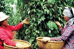 Giá tiêu hôm nay 25/12/2025 tăng nhẹ 500 đồng, Campuchia là nguồn cung hồ tiêu số một cho Việt Nam