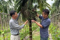 Cau Cao Nhân mất mùa, rớt giá
