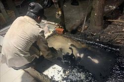 Xử lý điểm giết mổ sử dụng chất hỗ trợ không rõ nguồn gốc