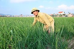 Vụ Đông: 'Đòn bẩy' nâng giá trị nông sản vùng đồng bằng sông Hồng