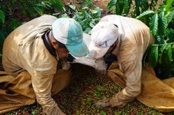 Giá cà phê hôm nay 26/12/2025: Tăng mạnh, giá cao nhất 97,000 đồng/kg