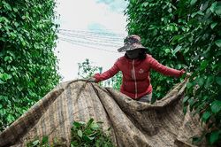 Ngày 27/12: Giá cà phê giảm nhẹ 200 đồng, giá tiêu giữ giá mức cao