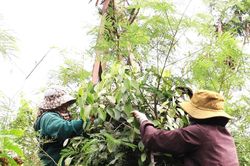 Giá tiêu hôm nay 27/12/2025: Sản lượng tiêu dự báo giảm 5-7%