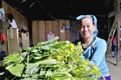 Cách nông dân rẻo cao Nghệ An tạo thu nhập hàng chục triệu đồng từ rau cải Mông