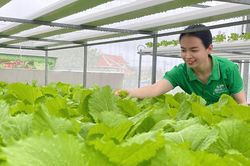 Sản xuất rau hữu cơ: Hướng đến nông nghiệp xanh và bền vững