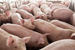 Giá heo hơi 27/12: Miền Bắc giảm nhẹ, cao nhất 70.000 đồng/kg