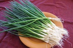 Hành lá – gia vị, vị thuốc quý của mùa đông