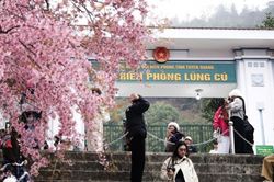 Lũng Cú: Ngắm mai anh đào nở rộ rực hồng nơi biên giới