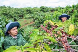 Giá cà phê hôm nay 29/12: Tây Nguyên áp sát mốc 98.000 đồng/kg