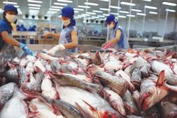 Xuất khẩu cá tra dự báo cán mốc 2,2 tỷ USD năm 2025