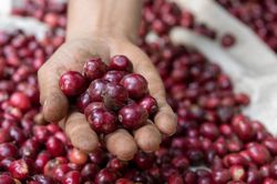 Giá cà phê bất ngờ giảm tới 2.000 đồng/kg, thị trường chao đảo
