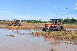 Vụ đông xuân ở Đồng Tháp, HTX lo đầu vào, nông dân vẫn canh cánh đầu ra