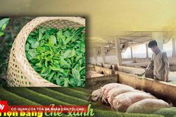 Kỳ 3: Khi khoa học mở lối 'nâng tầm' nông sản Việt