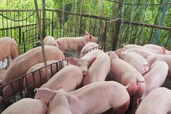 Giá heo hơi hôm nay 31/12: Miền Nam tăng đến 2.000 đồng/kg