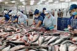 Ngành cá tra chuyển tư duy từ 'sản lượng' sang 'giá trị cao'