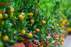 Hà Nội: Làng quất Tứ Liên chạy nước rút vào vụ Tết
