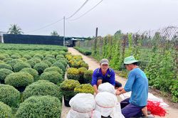 Hoa Tết nở sớm, nhà vườn đứng ngồi không yên