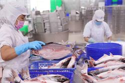 Vĩnh Hoàn (VHC): Cổ phiếu giảm sâu, con gái Chủ tịch rót hơn 300 tỷ gom 5,7 triệu cổ phiếu giữa lúc lợi nhuận vượt kế hoạch và tiền mặt dồi dào