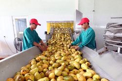 Không phải kê khai, nộp thuế VAT khi kinh doanh nông, lâm, thủy sản chưa chế biến