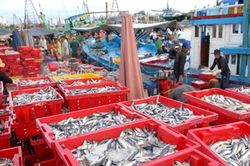 Thị trường Việt Nam 'bứt tốc' với cá hồi tươi sống Na Uy