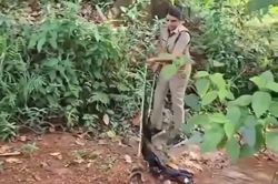 Nữ kiểm lâm dũng cảm tóm gọn rắn hổ mang chúa dài 4,9 mét