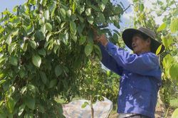 Giá tiêu hôm nay 3/1: Cao nhất 151.500 đồng/kg, thị trường lặng sóng