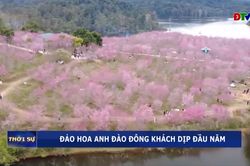 Đảo hoa anh đào đông khách dịp đầu năm