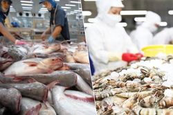 Xuất khẩu thủy sản cán đích 11,34 tỷ USD nhờ 'xoay trục' thị trường