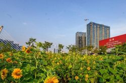 TPHCM: Khám phá vườn hướng dương nghìn bông rực rỡ bên bờ sông Sài Gòn