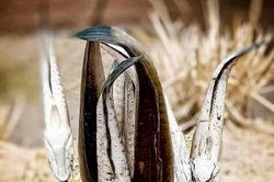 Về Cà Mau thưởng thức cá đồng